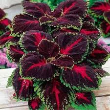 Image result for Coleus buchananii