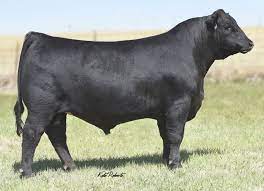 Certain values like trust and integrity are a given, but equally important is to decide what is crucial for the business. Worthington All Profit 576 Select Sires Beef