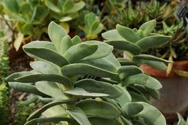 Image result for Crassula perfoliata