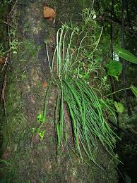 Image result for Vittaria