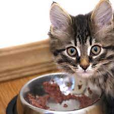 Budget Friendly Cat Food Guide Homemade Cat Food Homemade Cat Cat Treats