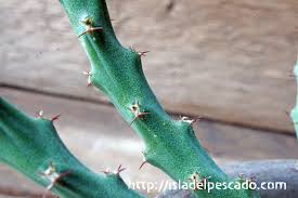 Image result for Euphorbia schinzii