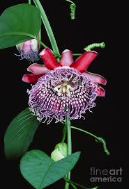 Image result for Passiflora quadrangularis