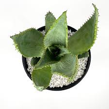 Image result for Aptosimum marlothii