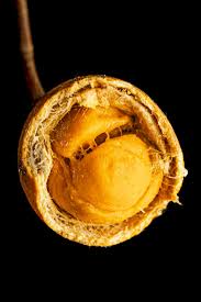 Image result for Landolphia kirkii