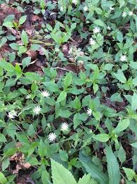Image result for Stellaria sennii