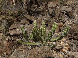 Image result for Euphorbia griseola