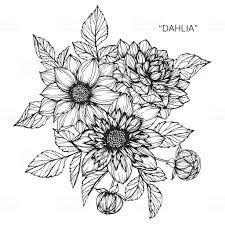Hand Drawing And Sketch Dahlia Flower Black And White With Line Art Flower Drawing Flower Drawing Design Black And White Flowers