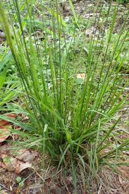 Image result for Sporobolus pyramidalis