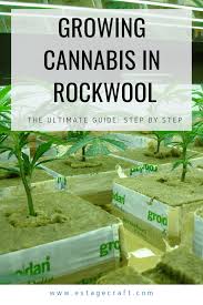 Maybe you would like to learn more about one of these? Growing Cannabis In Rockwool 2021 What You Need To Know Estagecraft