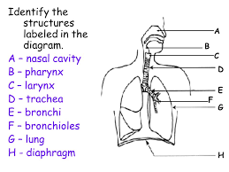Which is the structure labeled b? Respiratory System Review Ppt Video Online Download