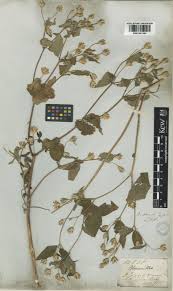 Image result for Blainvillea gayana