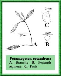 Image result for Potamogeton octandrus