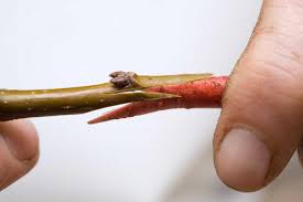 Grafting fruit trees date back as early as 1,000 b.c. The Simple Art Of Grafting Fruit Trees A Complete Guide