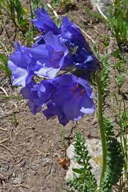 Yellow is the most common wildflower color, sometimes merging with orange, and, much less often, with green. Pin On Go Native