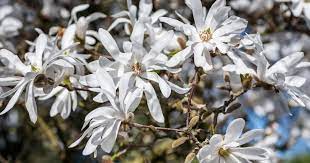 Magnolia Bush Additional Common Names Star Magnolia Scientific Name Magnolia Stellata Family Magnoliaceae Magnolia Bush Cat Safe Plants Cat Friendly Plants