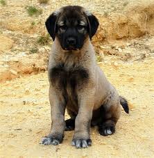 Kangal Yavrusu Satislari Anadolu Aslan Kangal Yavrusu Uretim Ciftligi