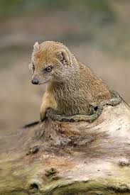 Keeping Kv Animals Friends Cute Animals Animal Pictures