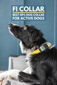 Fi Dog Collar Review 2020 The Best Gps Collar For Dogs In 2020 Dog Activities Dogs Dog Adventure