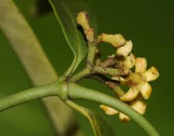 Image result for Secamone alpini