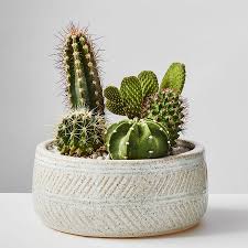 We did not find results for: Cactus Dish Garden Plants Com