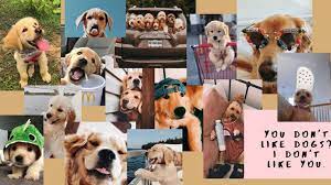 G O O F Y B O Y Cute Puppy Wallpaper Puppy Wallpaper Cute Dog Wallpaper