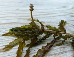 Image result for Potamogeton crispus