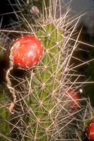 Image result for Cactaceae