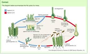 Since bryophytes live in shady, wet environments, they are considered as amphibians of the plant kingdom. Ch 29 Mastering Homework Flashcards Quizlet
