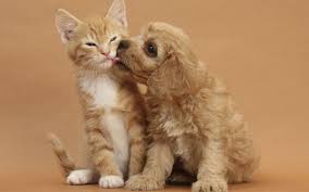 Als kleine welpen sind alle hunde süß, doch bevor du dir. Kostenlose Hintergrundbilder Katzen Und Hunde Suss Welpe Katzchen Ragdoll Maine Coon Bilder Fur Ihren Desktop Und Fotos