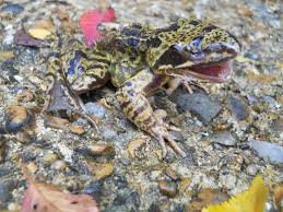 Ribeiroia ondatrae (ru) media in category ribeiroia ondatrae. Reptile Hunter Frog With Eyes In Its Mouth As A Result Facebook