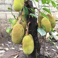 English translation of lyrics for cempedak jadi nangka by xpdc. Photo Of A Young And Unripe Jackfruit Known As Nangka Or Langka Stock Photo Picture And Royalty Free Image Image 106216070