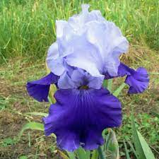 Iris flowers for sale near me. Over Alaska Tall Bearded Iris Plants For Sale Free Shipping