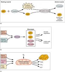 muscle fiber contraction and relaxation anatomy and