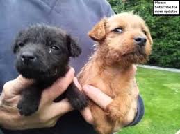 They love to be around their owners and love attention. Dog Lakeland Terrier Puppy Dog Pictures Of Terrier Dogs And Puppy Youtube