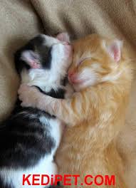Size Sarilip Uyumak Istiyorum Kittens Cutest Cuddly Animals Kitten Pictures