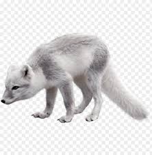 Download arctic fox stock vectors. Olar Fox Clipart Artic Arctic Fox Png Image With Transparent Background Toppng