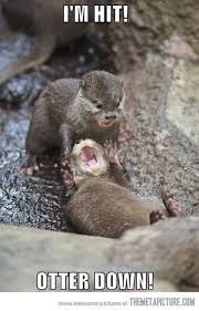 Otter Down Funny Animals Animal Captions Funny Animal Pictures