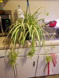 You can leave the baby attached to the parent plant until the new plant takes root, then separate it from the parent by snipping the runner. Newest Purchase A Discount Spider Plant From The Grocery Store With Over 20 Plant Lets I Can T Wait To Try Simple Layering Techniques Water Propagation And Using Rooting Hormones To Make An