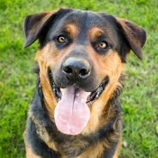 The male and female dog of this breed does not differ much in case of its measurements. German Shepherd Rottweiler Mix A Loyal Intelligent Companion