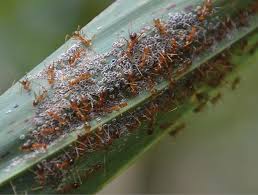 Special to the desert sun. Invasion Biology And Ant Plant Systems In Australia Chapter 15 Ant Plant Interactions