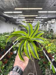 Image result for dracaena