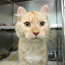 We Were Adopted (December 10-16, 2018) (Richmond SPCA Blog)