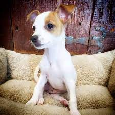 He is a small cross breed also known as the chihuahua fox terrier mix and the chitoxy. Village Pet Shoppe 3 4 Chihuahua 1 4 Toy Fox Terrier Mix Male Facebook