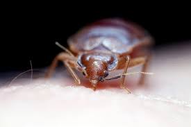 Image result for bedbug bites look like