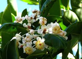 Image result for Calophyllum