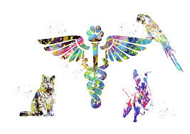 Maybe you would like to learn more about one of these? 24 Cat Vet Wallpaper So Cute