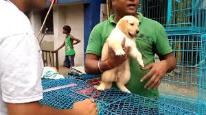 We do this with marketing and advertising partners (who may have their own information they've collected). Galiff Street Pet Market Kolkata Exotic Cute Dogs Exotic Birds Wholesale Pet Fish Hd Youtube