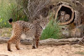 IN PICS: Eight of Spain's most endangered species - The Local