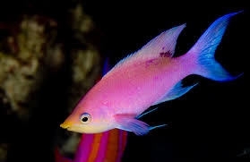 Check spelling or type a new query. Boldly Colored Beauties The Tuka Anthias Reefs Com
